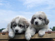 Josie and Asher's Great Pyrenees pups born April 4,2007.