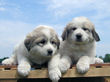 Josie and Asher's Great Pyrenees pups born April 4,2007.