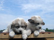 Josie and Asher's Great Pyrenees pups born April 4,2007.