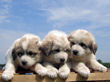 Josie and Asher's Great Pyrenees pups born April 4,2007.