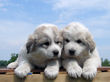 Josie and Asher's Great Pyrenees pups born April 4,2007.