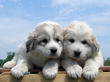 Josie and Asher's Great Pyrenees pups born April 4,2007.