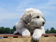 Josie and Asher's Great Pyrenees pups born April 4,2007.