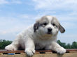 Josie and Asher's Great Pyrenees pups born April 4,2007.