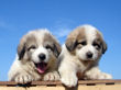 Ginger and Asher's pyr pups born June 17, 2007.