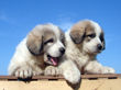 Ginger and Asher's pyr pups born June 17, 2007.