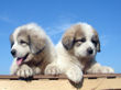 Ginger and Asher's pyr pups born June 17, 2007.