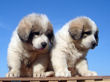 Ginger and Asher's pyr pups born June 17, 2007.