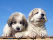 Ginger and Asher's pyr pups born June 17, 2007.