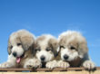 Ginger and Asher's pyr pups born June 17, 2007.