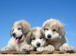 Ginger and Asher's pyr pups born June 17, 2007.