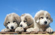 Ginger and Asher's pyr pups born June 17, 2007.