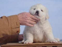 Posing the puppies can be a little challenging.