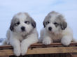 Josie and Asher's Great Pyrenees puppies.