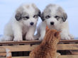 Josie and Asher's Great Pyrenees puppies with Pesto, the cat.