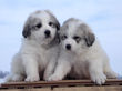 Josie and Asher's Great Pyrenees puppies.