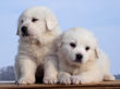 Josie and Asher's Great Pyrenees puppies.