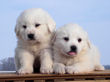 Josie and Asher's Great Pyrenees puppies.