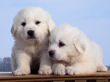 Josie and Asher's Great Pyrenees puppies.