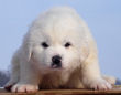 Josie and Asher's Great Pyrenees puppies.