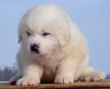 Josie and Asher's Great Pyrenees puppies.