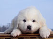 Josie and Asher's Great Pyrenees puppies.