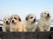 Gracie and Asher's pups born January 19, 2008.