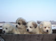 Gracie and Asher's pups born January 19, 2008.