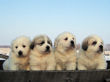 Gracie and Asher's pups born January 19, 2008.