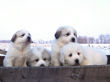 Gracie and Asher's Great Pyrenees pups born January 19, 2008.