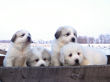 Gracie and Asher's pups born January 19, 2008.