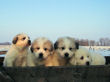 Gracie and Asher's pups born January 19, 2008.