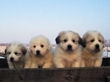 Gracie and Asher's pups born January 19, 2008.