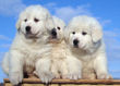 Jessie and Asher's Great Pyrenees puppies born February 4, 2008.