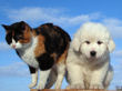 Jessie and Asher's Great Pyrenees puppies born February 4, 2008.
