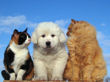 Jessie and Asher's Great Pyrenees puppies born February 4, 2008.