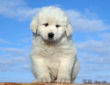 Jessie and Asher's Great Pyrenees puppies born February 4, 2008.