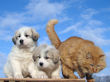 Jessie and Asher's Great Pyrenees puppies born February 4, 2008.