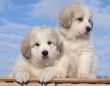 Jessie and Asher's Great Pyrenees puppies born February 4, 2008.