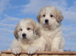 Jessie and Asher's Great Pyrenees puppies born February 4, 2008.
