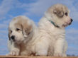 Jessie and Asher's Great Pyrenees puppies born February 4, 2008.