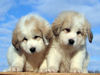 Jessie and Asher's Great Pyrenees puppies born February 4, 2008.