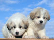 Jessie and Asher's Great Pyrenees puppies born February 4, 2008.