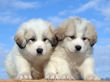 Jessie and Asher's Great Pyrenees puppies born February 4, 2008.