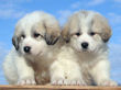 Jessie and Asher's Great Pyrenees puppies born February 4, 2008.