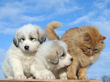 Jessie and Asher's Great Pyrenees puppies born February 4, 2008.