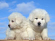 Jessie and Asher's Great Pyrenees puppies born February 4, 2008.