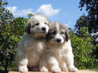 Ginger and Baron's pups boran July 1st, 2008.