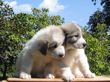 Ginger and Baron's pups boran July 1st, 2008.