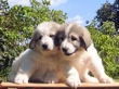 Ginger and Baron's pups boran July 1st, 2008.